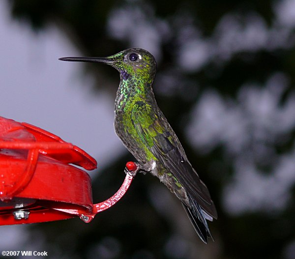 Green-crowned Brilliant (Heliodoxa jacula)