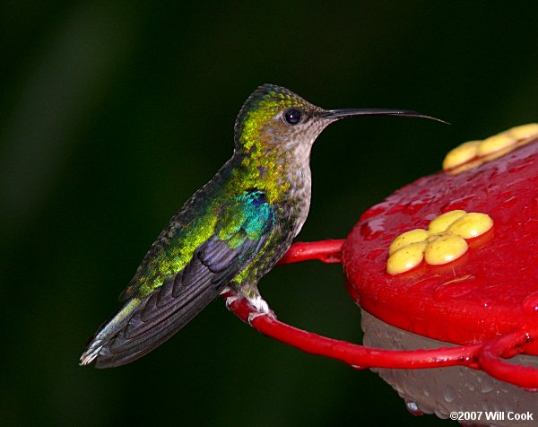 Green-crowned Woodnymph (Thalurania fannyi)