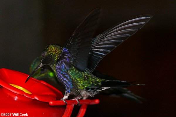 Green-crowned Woodnymph (Thalurania fannyi)