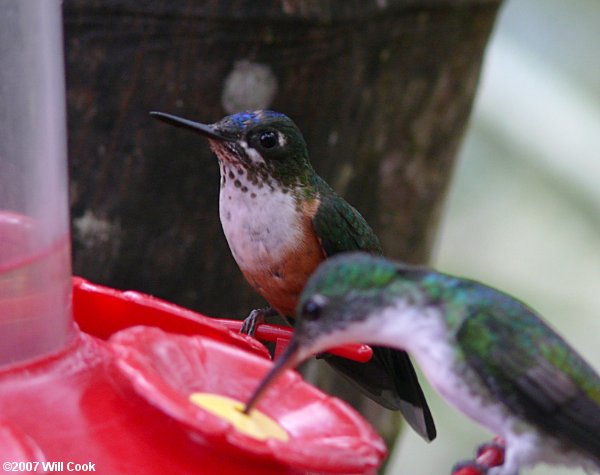 Violet-tailed Sylph (Aglaiocercus coelestis)