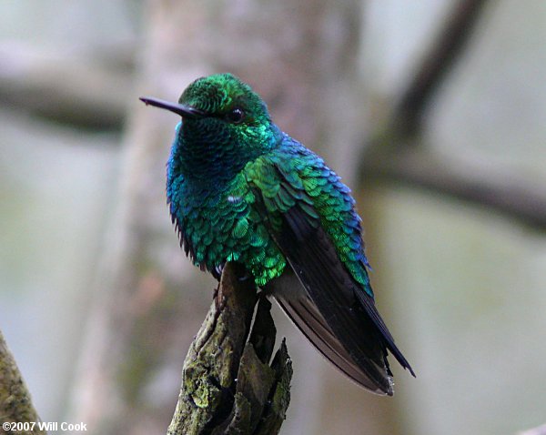 Western Emerald (Chlorostilbon melanorhynchus)