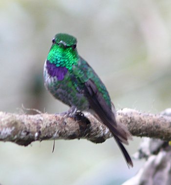 Purple-bibbed Whitetip (Urosticte benjamini)