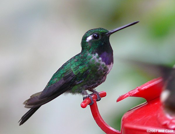 Purple-bibbed Whitetip (Urosticte benjamini)