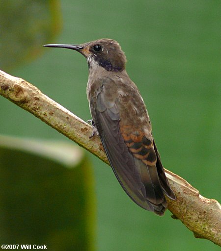 Brown Violetear (Colibri delphinae)