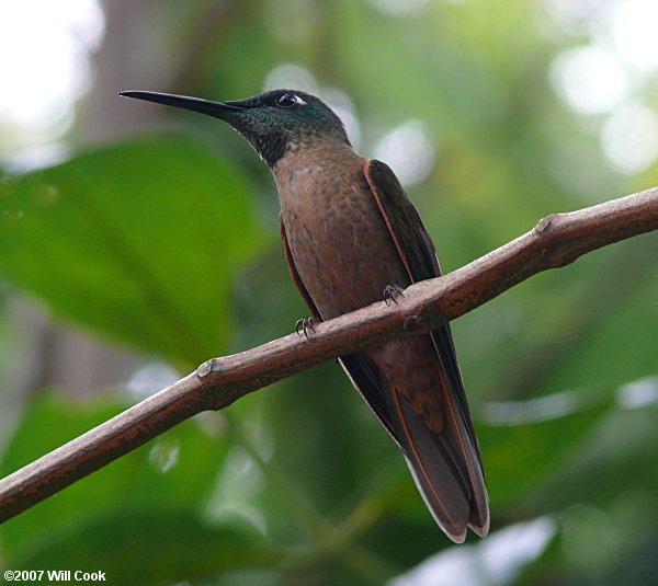 Fawn-breasted Brilliant (Heliodoxa rubinoides)