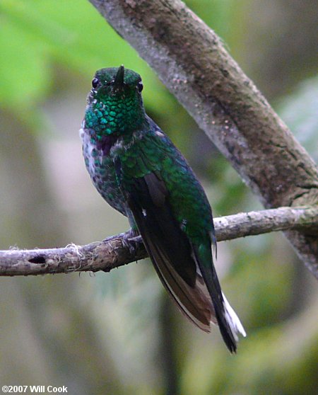 Purple-bibbed Whitetip (Urosticte benjamini)