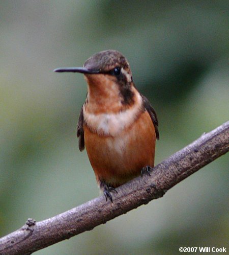 Woodstar (Chaetocercus sp.)