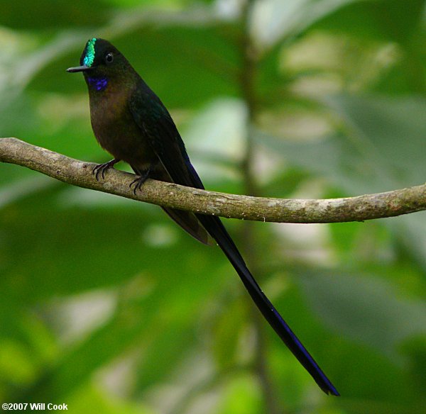 Violet-tailed Sylph (Aglaiocercus coelestis)