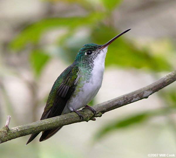 Andean Emerald (Amazilia franciae)