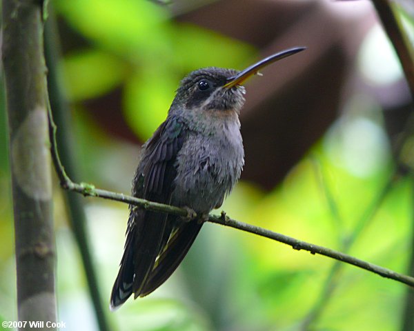 Band-tailed Barbthroat (Threnetes ruckeri)