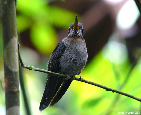 Band-tailed Barbthroat (Threnetes ruckeri)