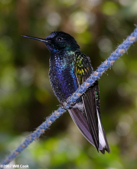 Velvet-purple Coronet (Boissonneaua jardini)