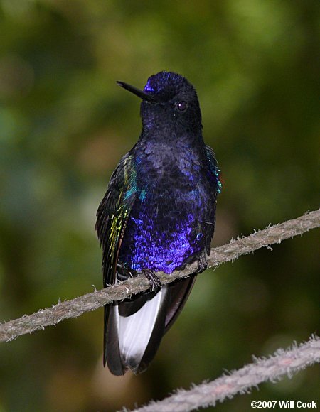 Velvet-purple Coronet (Boissonneaua jardini)