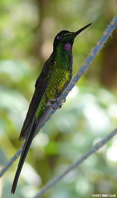 Empress Brilliant (Heliodoxa imperatrix)