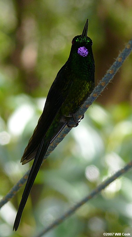 Empress Brilliant (Heliodoxa imperatrix)