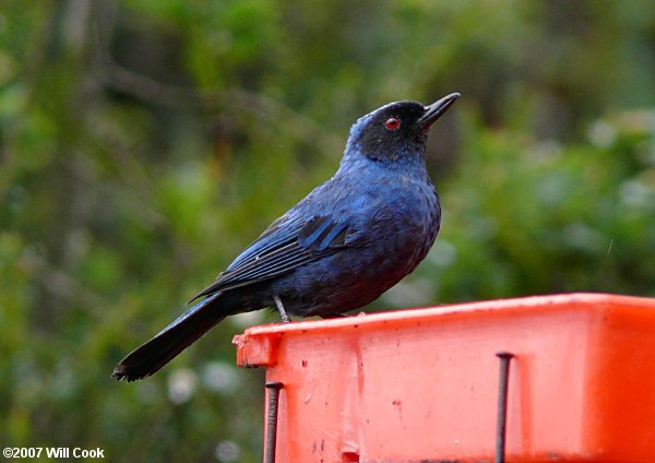 Masked Flowerpiercer (Diglossa cyanea)