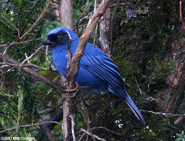 Masked Flowerpiercer (Diglossa cyanea)