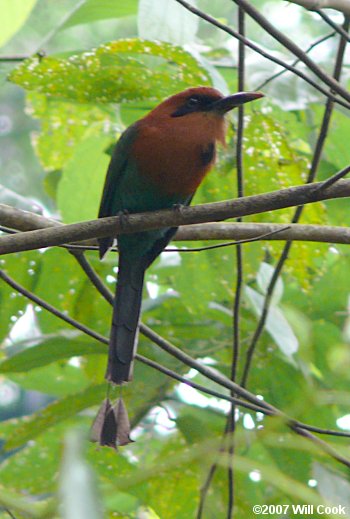 Broad-billed Motmot (Electron platyrhynchum)