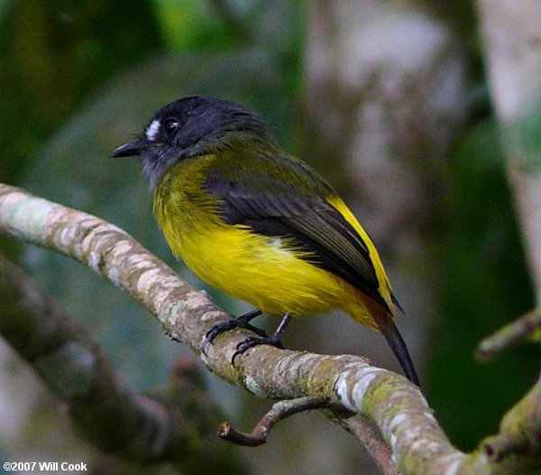 Ornate Flycatcher (Myiotriccus ornatus)