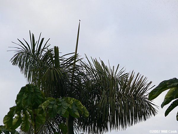 Olive-sided Flycatcher (Contopus cooperi)