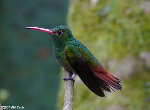 Rufous-tailed Hummingbird (Amazilia tzacatl)