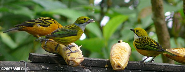 Silver-throated Tanager (Tangara icterocephala)