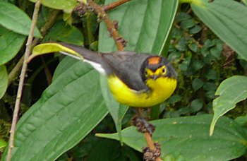 Spectacled Whitestart/Redstart <I>(Myioborus melanocephalus)