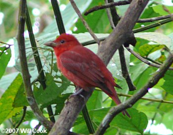 Summer Tanager (Piranga rubra)