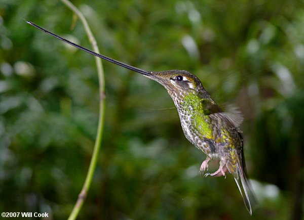 Sword-billed Hummingbird (Ensifera ensifera)