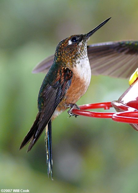 Violet-tailed Sylph (Aglaiocercus coelestis)