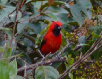 Vermilion Tanager (Calochaetes coccineus)