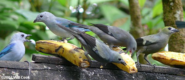 Blue-gray Tanager (Thraupis episcopus) and Palm Tanager (Thraupis palmarum)