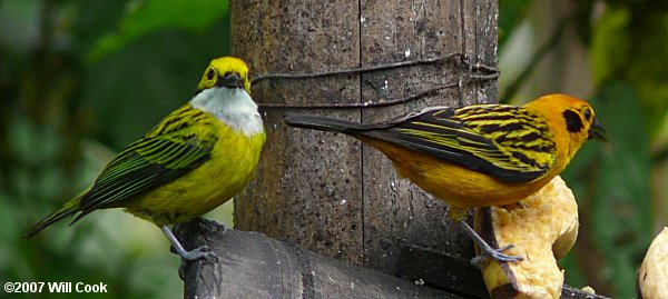 Silver-throated Tanager (Tangara icterocephala) and Golden Tanager (Tangara arthus)