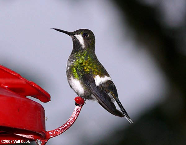 Green Thorntail (Discosura conversii)