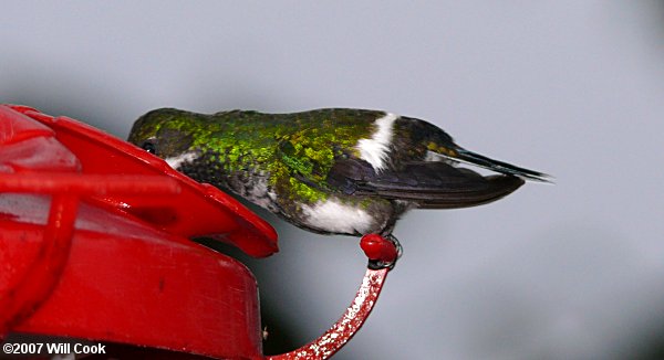 Green Thorntail (Discosura conversii)