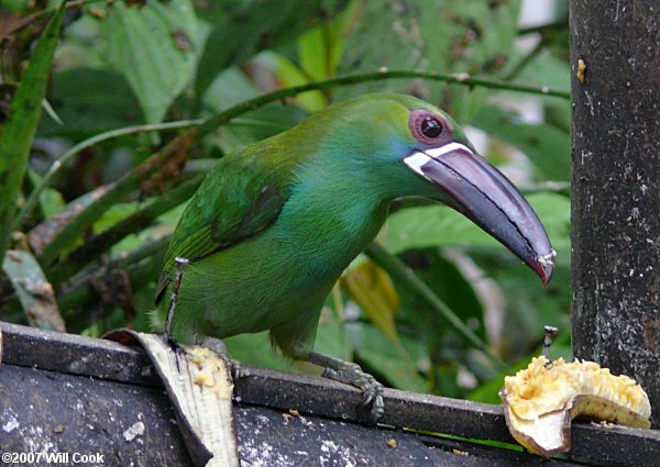 Crimson-rumped Toucanet (Aulacorhynchus haematopygus)