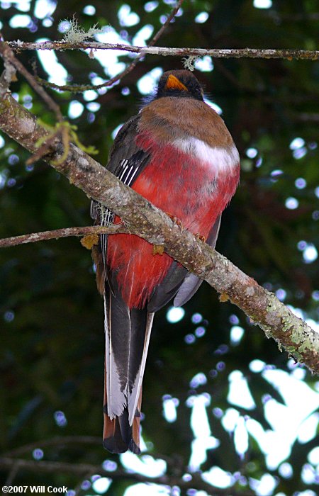 Masked Trogon (Trogon personatus)