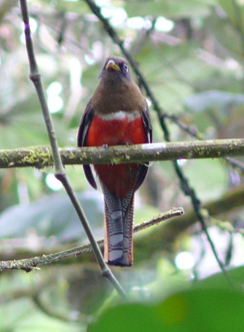 Collared Trogon (Trogon collaris)