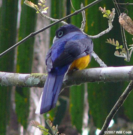 Western White-tailed Trogon (Trogon viridis chionurus)