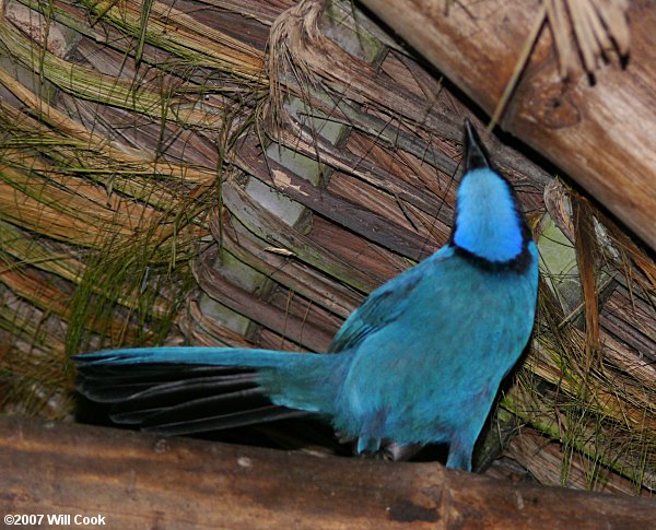 Turquoise Jay (Cyanolyca turcosa)