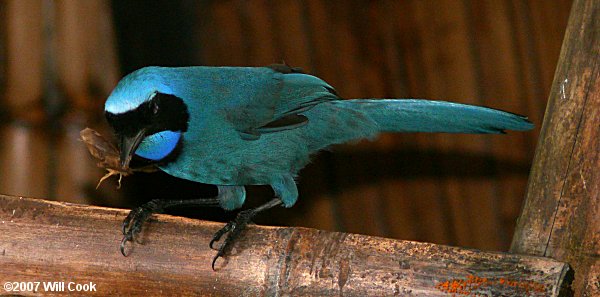 Turquoise Jay (Cyanolyca turcosa)