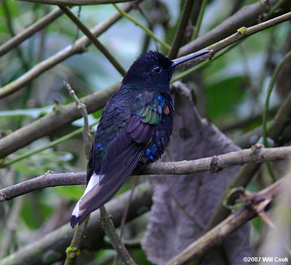 Velvet-purple Coronet (Boissonneaua jardini)