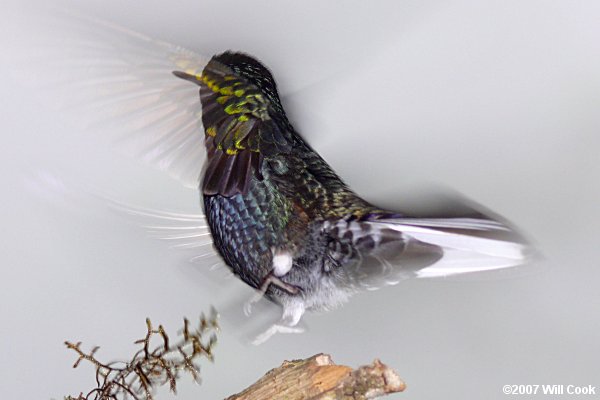 Velvet-purple Coronet (Boissonneaua jardini)