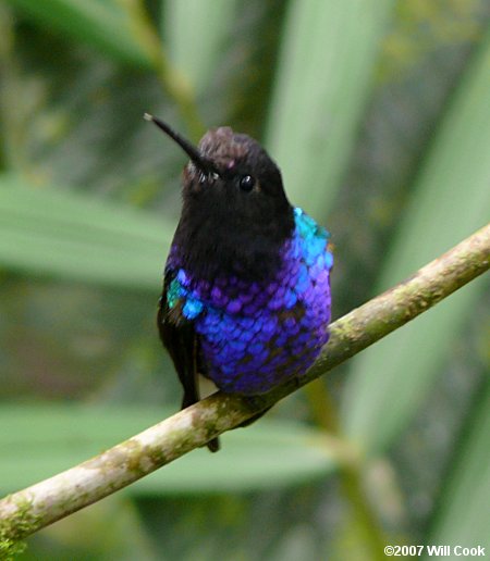 Velvet-purple Coronet (Boissonneaua jardini)