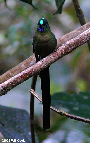 Violet-tailed Sylph (Aglaiocercus coelestis)