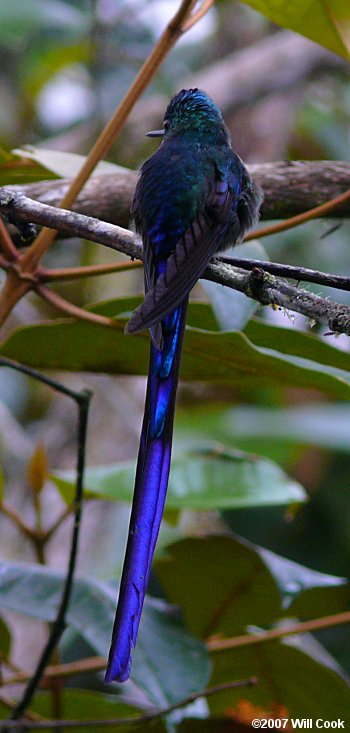 Violet-tailed Sylph (Aglaiocercus coelestis)