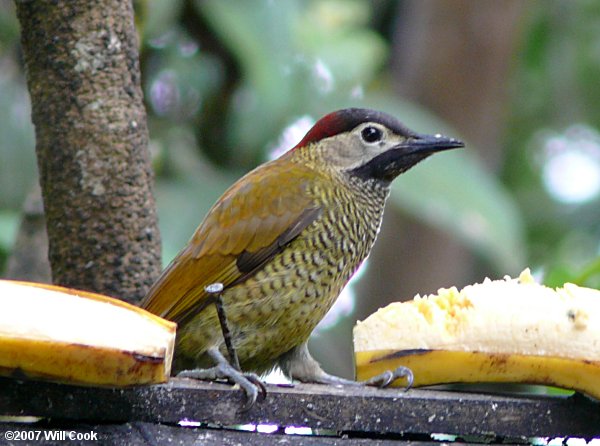 Golden-olive Woodpecker (Colaptes rubiginosus)