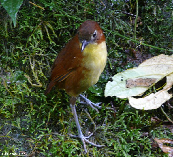 Yellow-breasted Antpitta (Grallaria flavotincta) 'Willie'