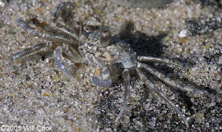 Ghost Crab (Ocypode quadrata)