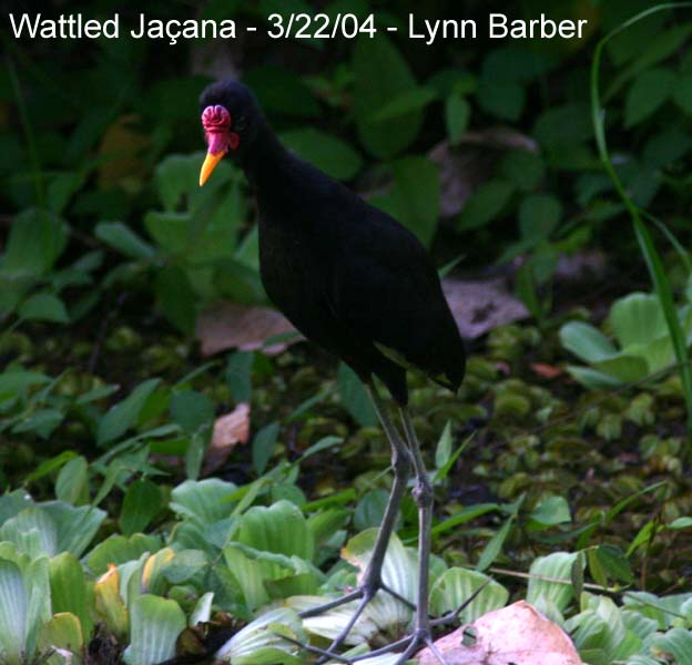 Wattled Jaçana (Jacana jacana)